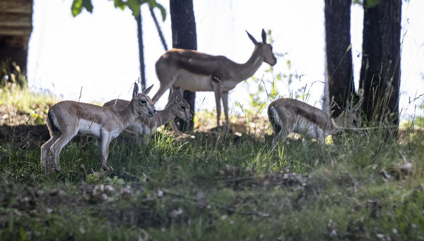 Ceylan ailesine 3 yeni üye