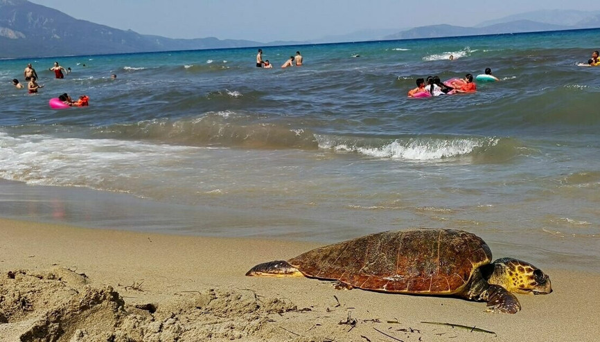 Kuşadasında ölü deniz kaplumbağası kıyıya vurdu