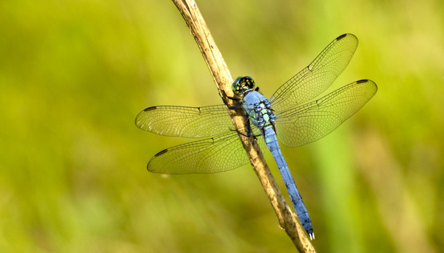 Yusufçuk günü nedir 2025 Yusufçuk günü ne zaman, saat kaçta, neler yapılır