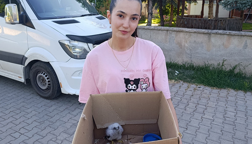 Koruma altındaki çok özel bir tür: Sivasta bir çocuk tarafından bulundu