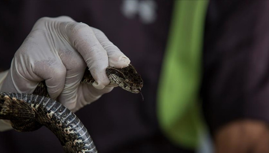 İstanbulun 3 ilçesi için kritik uyarı: Kış uykusundan uyandılar, öldürmeyin İstanbulun 3 ilçesi için kritik uyarı: Kış uykusundan uyandılar, öldürmeyin
