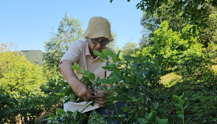 Emekli doktor, tüm birikimini bu işe yatırdı... Fidanlarını Polonyadan ithal ederek başladı ve 14 yıldır üretiyor