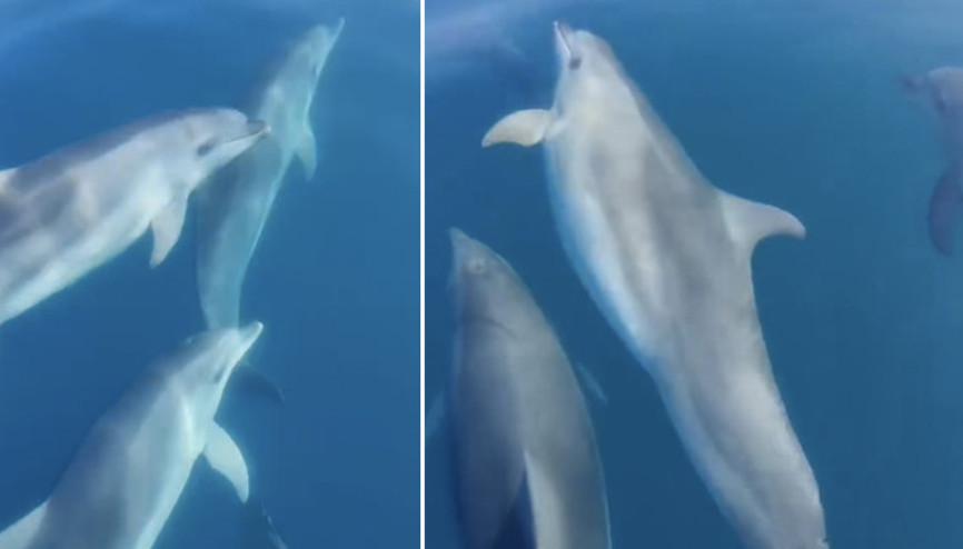 Amasrada teknesinin önünde yüzen yunusları görüntüledi
