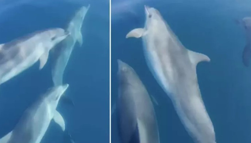 Teknesinin önünde yüzen yunusları görüntüledi