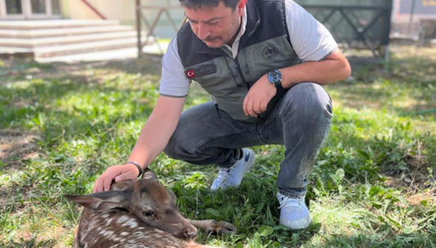 Kayalıklardan düşüp yaralanmıştı... Ormanda ekipler tarafından bulundu