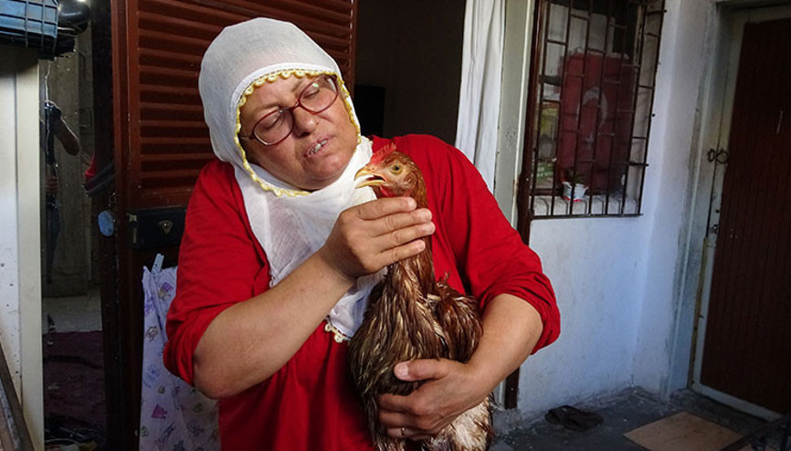 Çocuk gibi ağlayan tavuğunu kesmeye kıyamadı: İyileşmesi için veteriner aramaya başladı Çocuk gibi ağlayan tavuğunu kesmeye kıyamadı: İyileşmesi için veteriner aramaya başladı