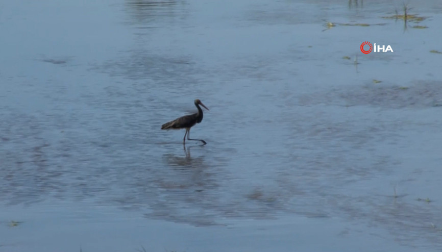 Karaleylek, Kızılırmak Nehrinde görüntülendi