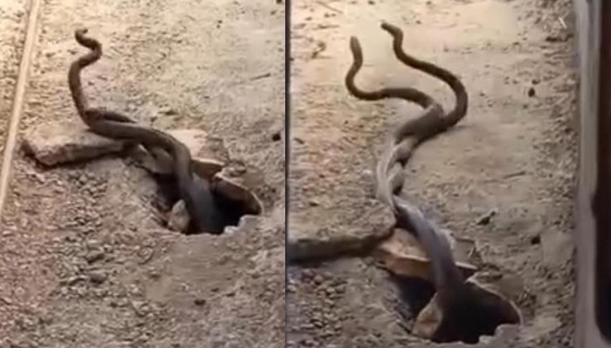 Elazığda evin içinden dev yılanlar çıktı O anlar kamerada...