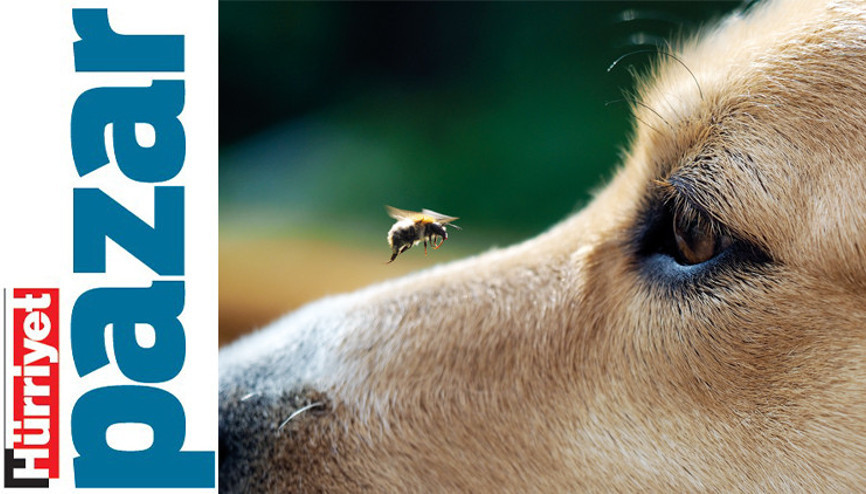 Patililer böceklere karşı