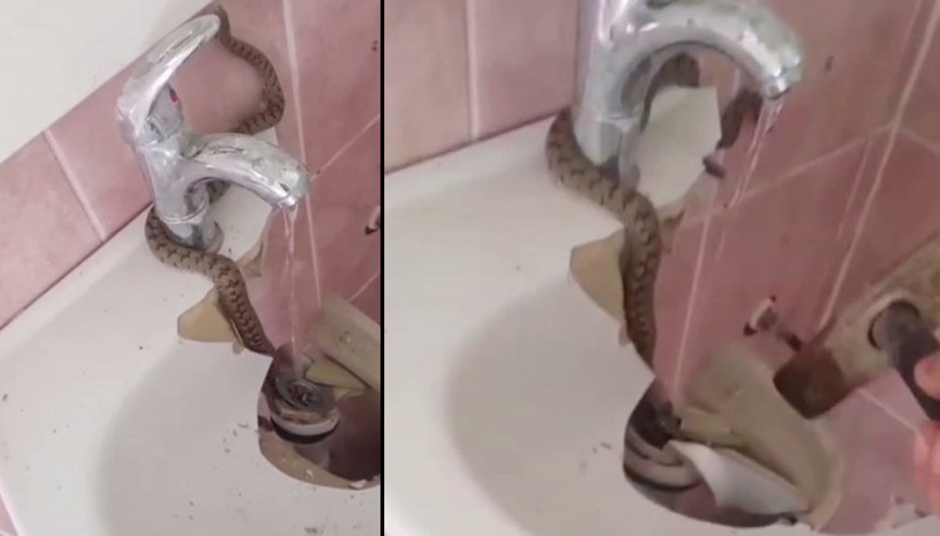 Evde lavabonun içinde gördü Çekiçle kırıp doğaya bıraktı