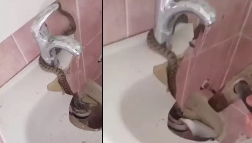 Evde lavabonun içinde giren yılan böyle görüntülendi