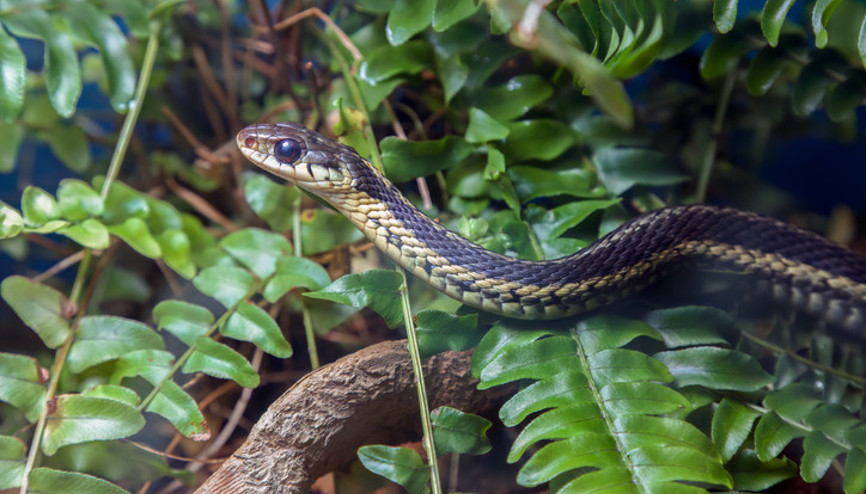 10 SORUDA YILAN DOSYASI | Dokunmazsak ısırır mı Zehirin emilerek çıkarılması doğru bir hamle mi 10 SORUDA YILAN DOSYASI | Dokunmazsak ısırır mı Zehirin emilerek çıkarılması doğru bir hamle mi