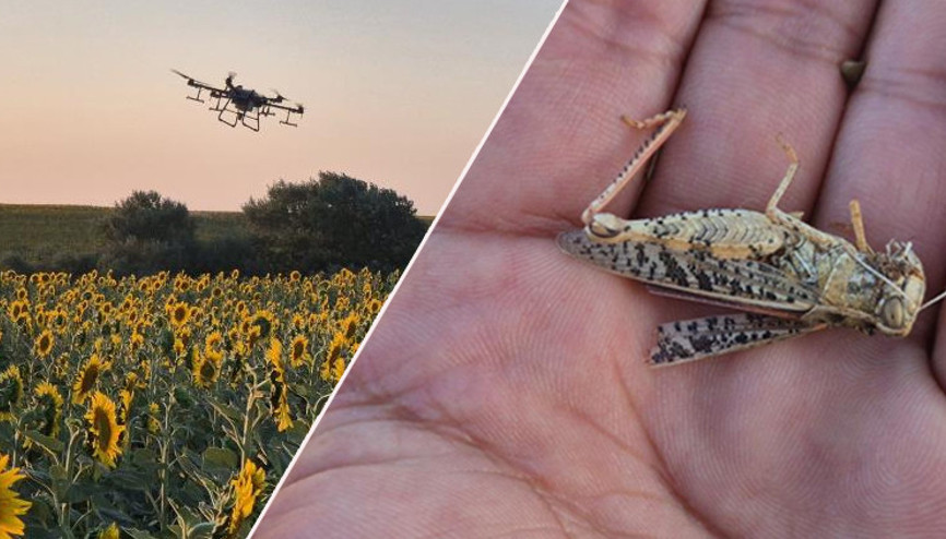 15 gün önce başladı resmen istila ettiler... Tekirdağda popülasyonu çok hızlı arttı