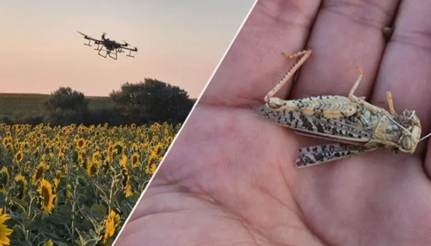 Tekirdağ’da çekirge istilası