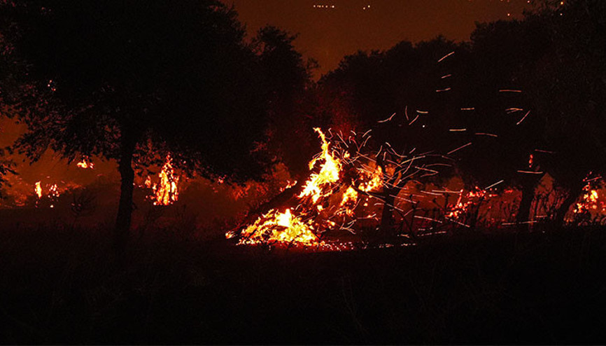 İzmirden kahreden görüntüler geliyor... Ödemiş ilçesindeki orman yangınına müdahale sürüyor