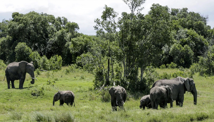Milli Parkta korkunç ölüm: Turistleri fil ezdi