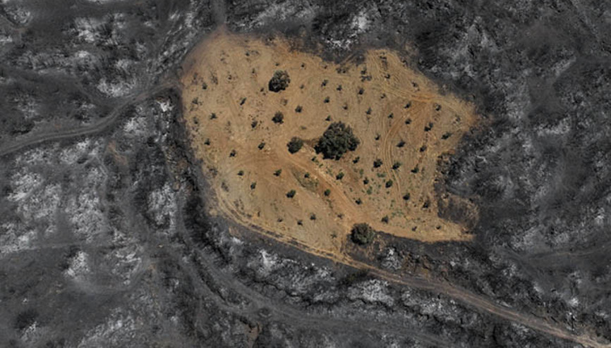 Önceden otlardan temizlenen bahçe yangından etkilenmedi
