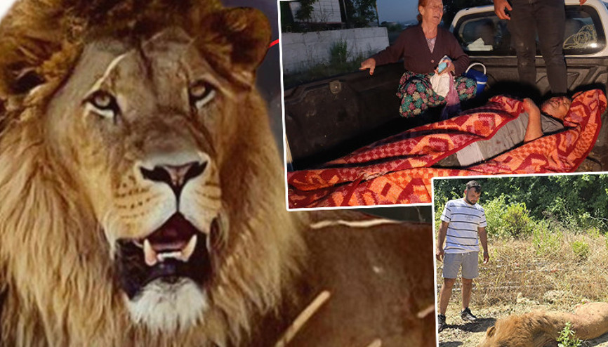 Antalya’da ‘Zeus’ paniği... Kaçan aslanı avcılar vurdu