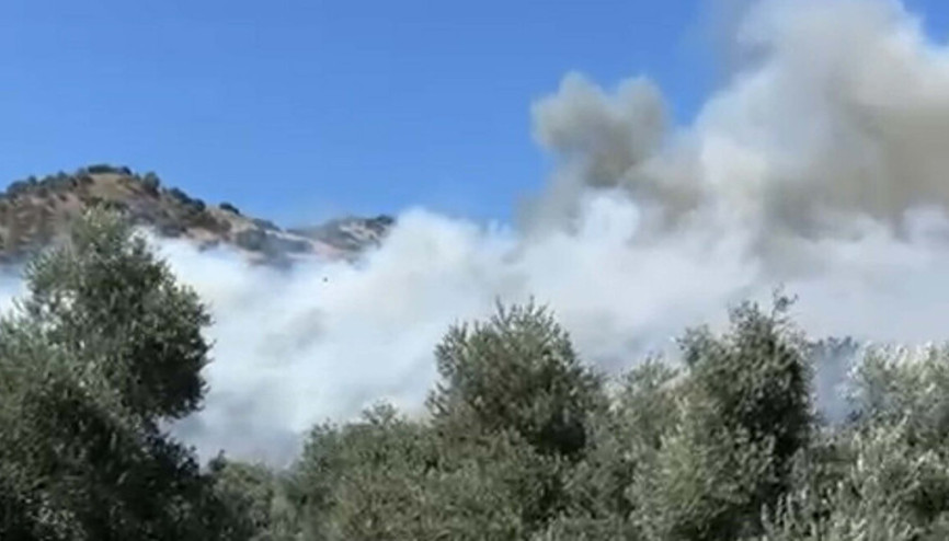 Aydında zeytinlik yangını Havadan ve karadan müdahale ediliyor