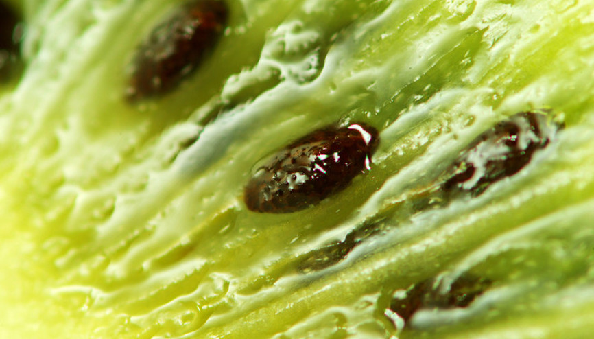 Mucize meyvenin faydaları saymakla bitmiyor Ünlü doktor Yıllardır hastalarıma reçete ediyorum dedi ve tüm detayları anlattı