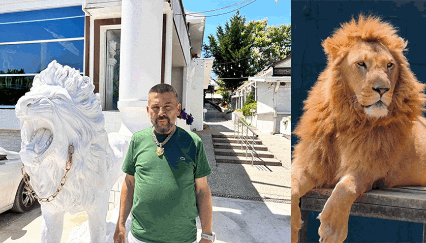 1 kişi yaralanmıştı... Aslanın sahibi konuştu: Saldırdığı kişide iyi ki battaniye varmış