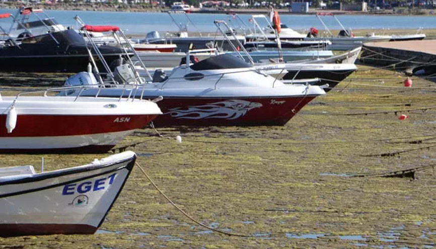 Doç. Dr. Özgür Baytut: Müsilaj, ekolojik bir deniz felaketidir