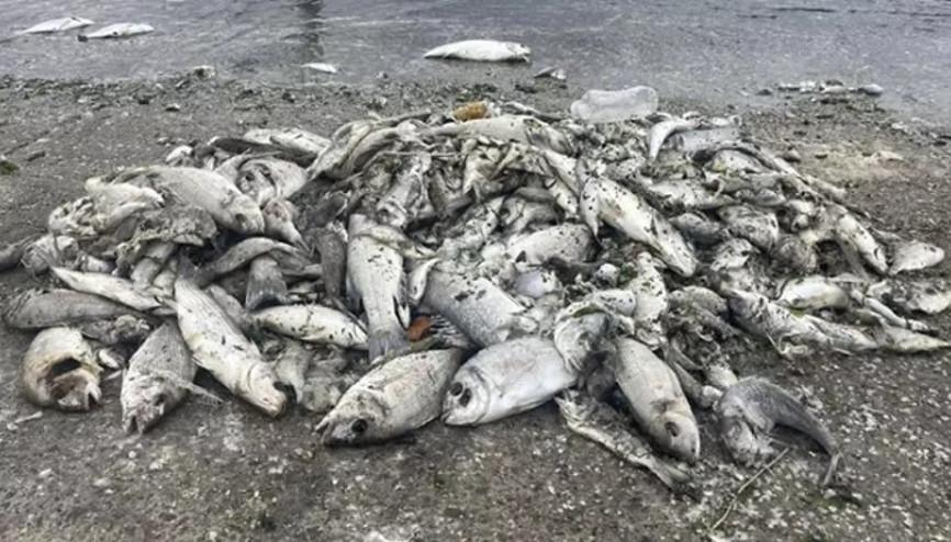 İzmir Körfezinde büyük tehlike Uzman isim Yakında başlayacak deyip uyardı