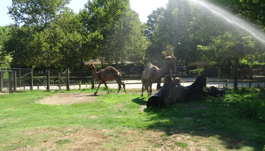 Çöl sıcakları etkisini gösterdi termometreler 45 dereceyi gördü Hortumla serinlediler