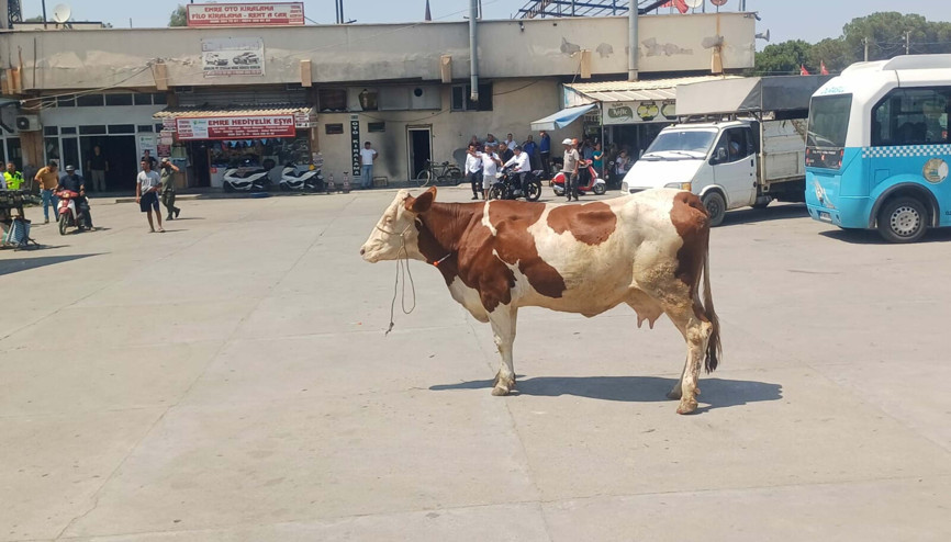 Mezbahadan kaçan inek, ortalığı birbirine kattı