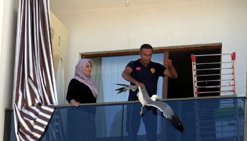Vanda ipe dolanan martı itfaiye ekipleri tarafından kurtarıldı