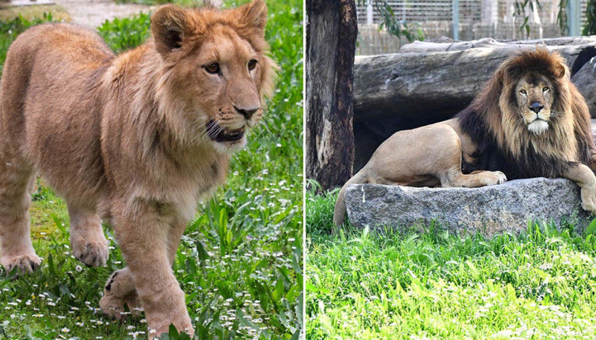 İzmirde aslan dehşeti Aslanların lideri öldürdü