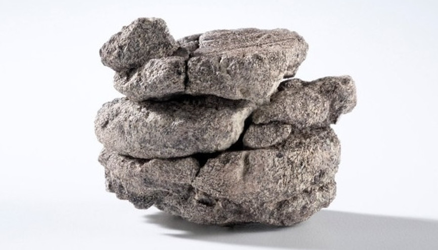 Müzenin otoparkından 67 milyon yıllık sürpriz çıktı