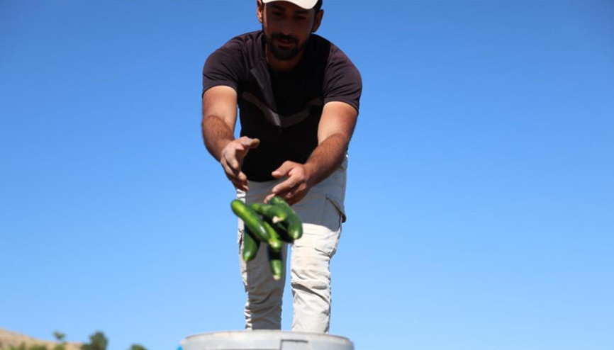 Elazığda 16 dönüm üzerinde yapıyorlar Gelen bir daha geliyor: Tadından ve kokusundan anlaşılıyor