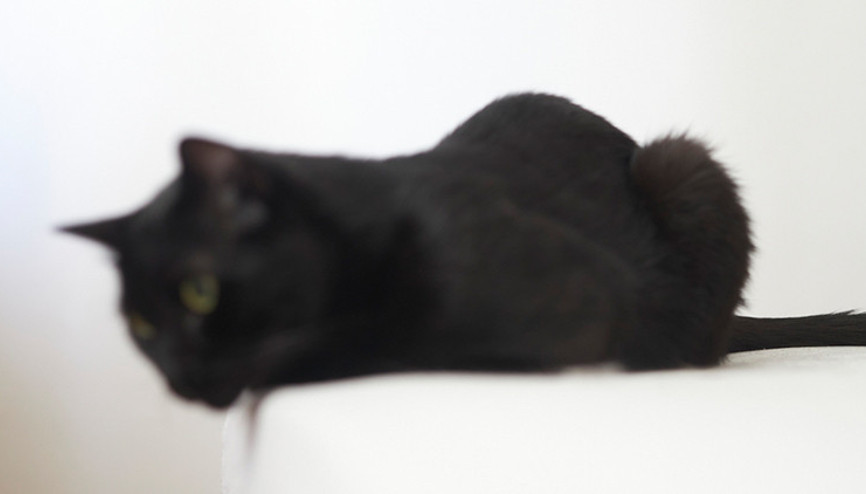 Bu kedi yeni virüsleri keşfediyor