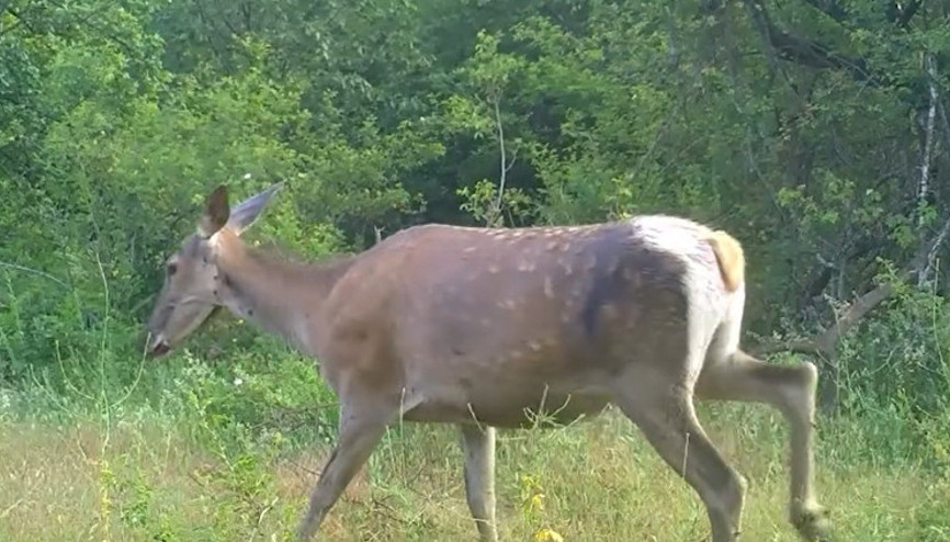 Bursada fotokapanlara takıldı Zarif adımlarla süzülen bir siluet… Bursada fotokapanlara takıldı Zarif adımlarla süzülen bir siluet…