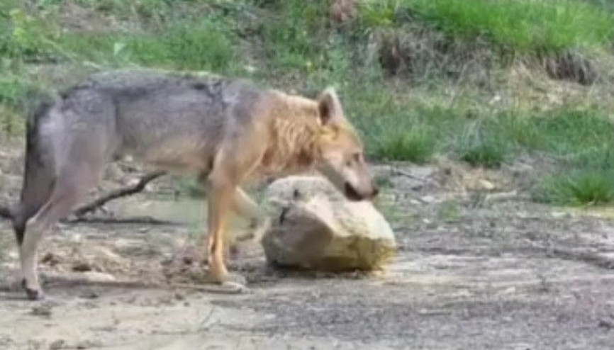 Vatandaşların kurduğu fotokapana yakalandılar Çok özel ve dikkat çekici görüntüler
