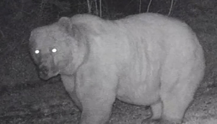 Küre Dağlarındaki fotokapana yansıdı: Ormanda kulağı olmayan bir dev