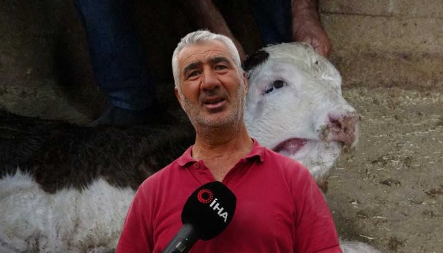 İneği doğum yapan çiftçi gözlerine inanamadı