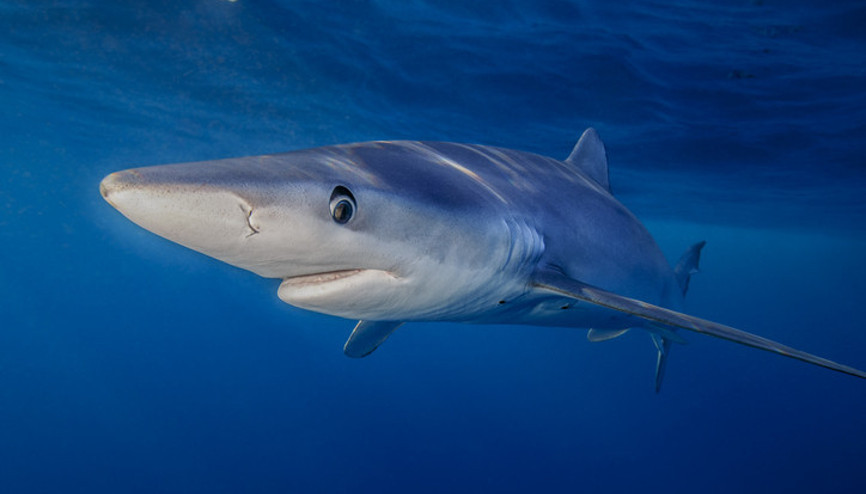 Marmara Denizi’nde oksijen bitiyor Köpek balıkları ve vatozlar kıyılara gelmeye başladı… Şimdi ne olacak