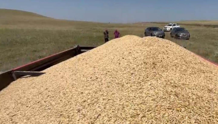 Karsta Ata tohumu arpa ile bereket fışkırdı: Çiftçinin yüzü güldü