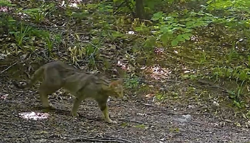 Nesli tehlike altındaki tür Bursada fotokapana yakalandı | Sessiz avcı, görünmez izler Nesli tehlike altındaki tür Bursada fotokapana yakalandı | Sessiz avcı, görünmez izler