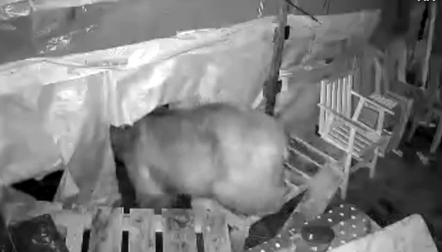 Camları kırdı, işçilerin kaldığı barınağa girdi | Şaşkına çeviren olay kamerada