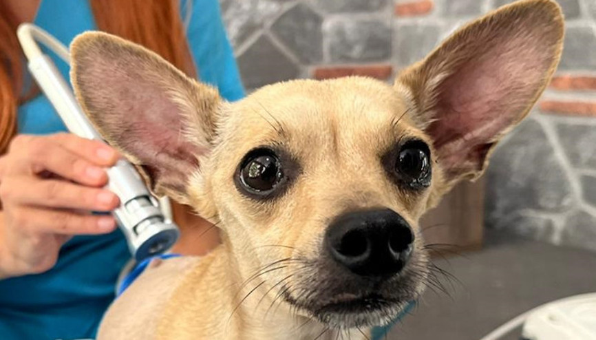 Ayrılan nişanlı çift, klinikte tedavi gören köpekleri Luckyi terk etti