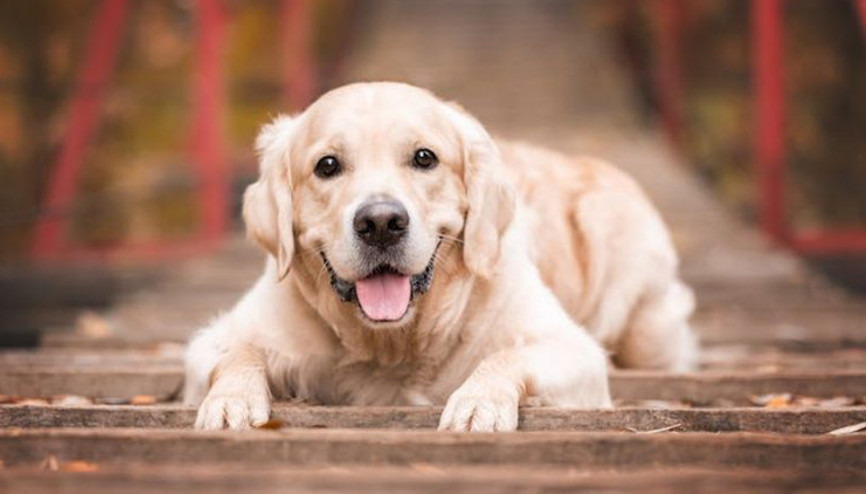 Eğitilmiş köpekler, Parkinson hastalığını semptomlar ortaya çıkmadan yıllar önce yüzde 98 oranla doğru tespit etti