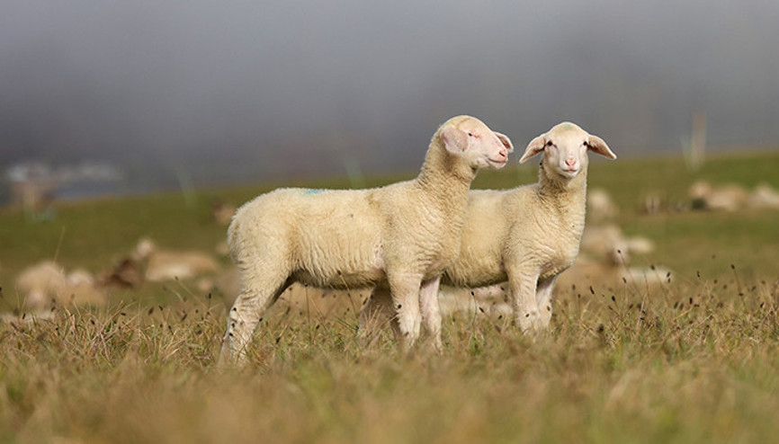 Küflü ekmekle beslenen 21 koyun öldü