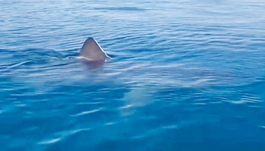 Bizim Jaws’lar ısırmaz