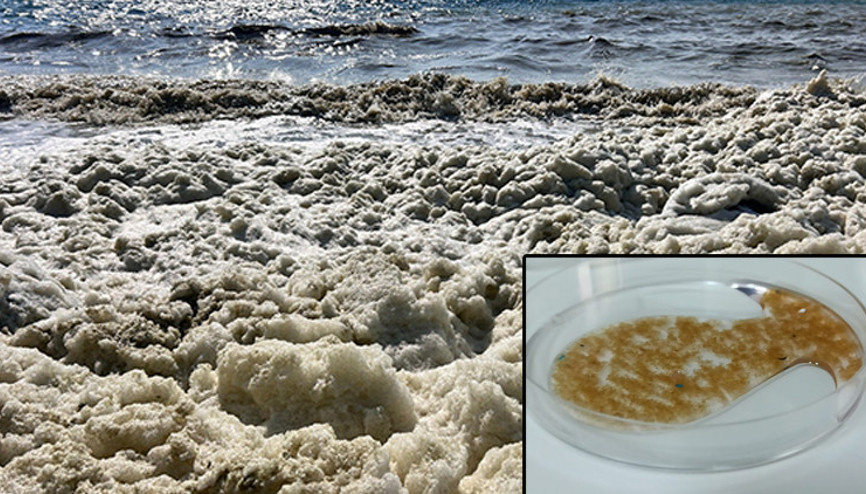 İskenderun Körfezinde endişelendiren görüntü Su yüzeyine çıkan ölü hücreler... Patlama yaşanıyor