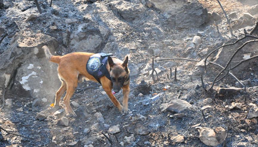 Yangınların çıkış nedeninin belirlenmesi için görevde Ateş sabotaj olup olmadığını tespit ediyor