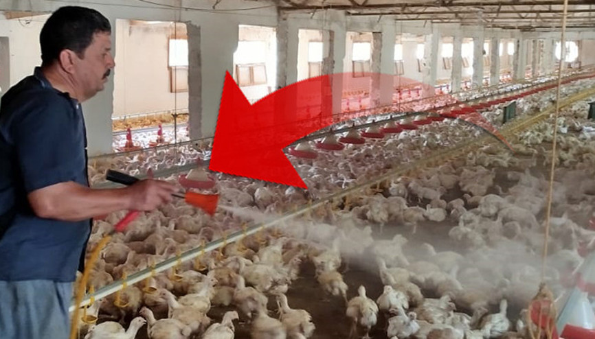 Tavuklarını sıcaktan korumak için bulduğu yöntem şaşkına çeviriyor