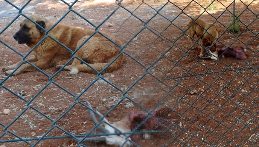 Üniversite yönetimi, sayıları artsın diye koruma altına almıştı | Köpekler tarafından telef edildi